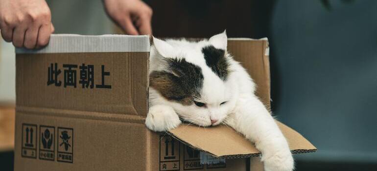 a cat in the box