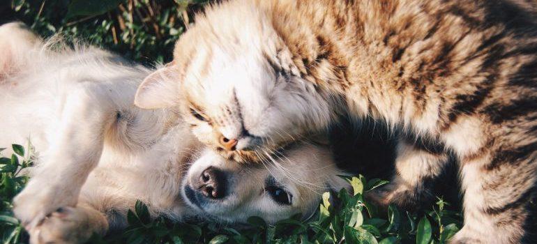 A cat and a dog