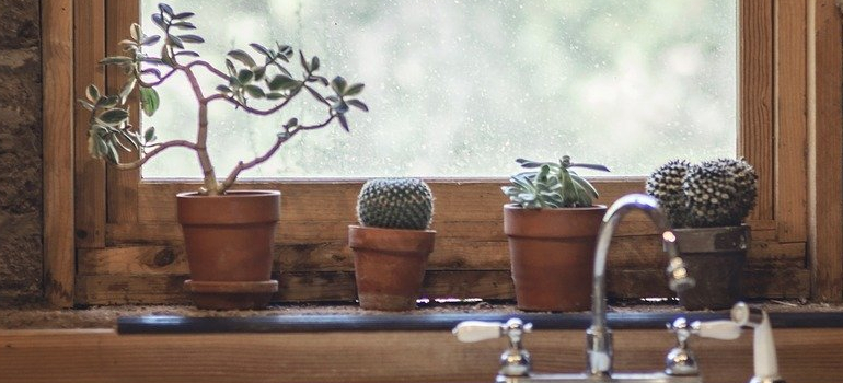 plants you can use when decorating a rental apartment